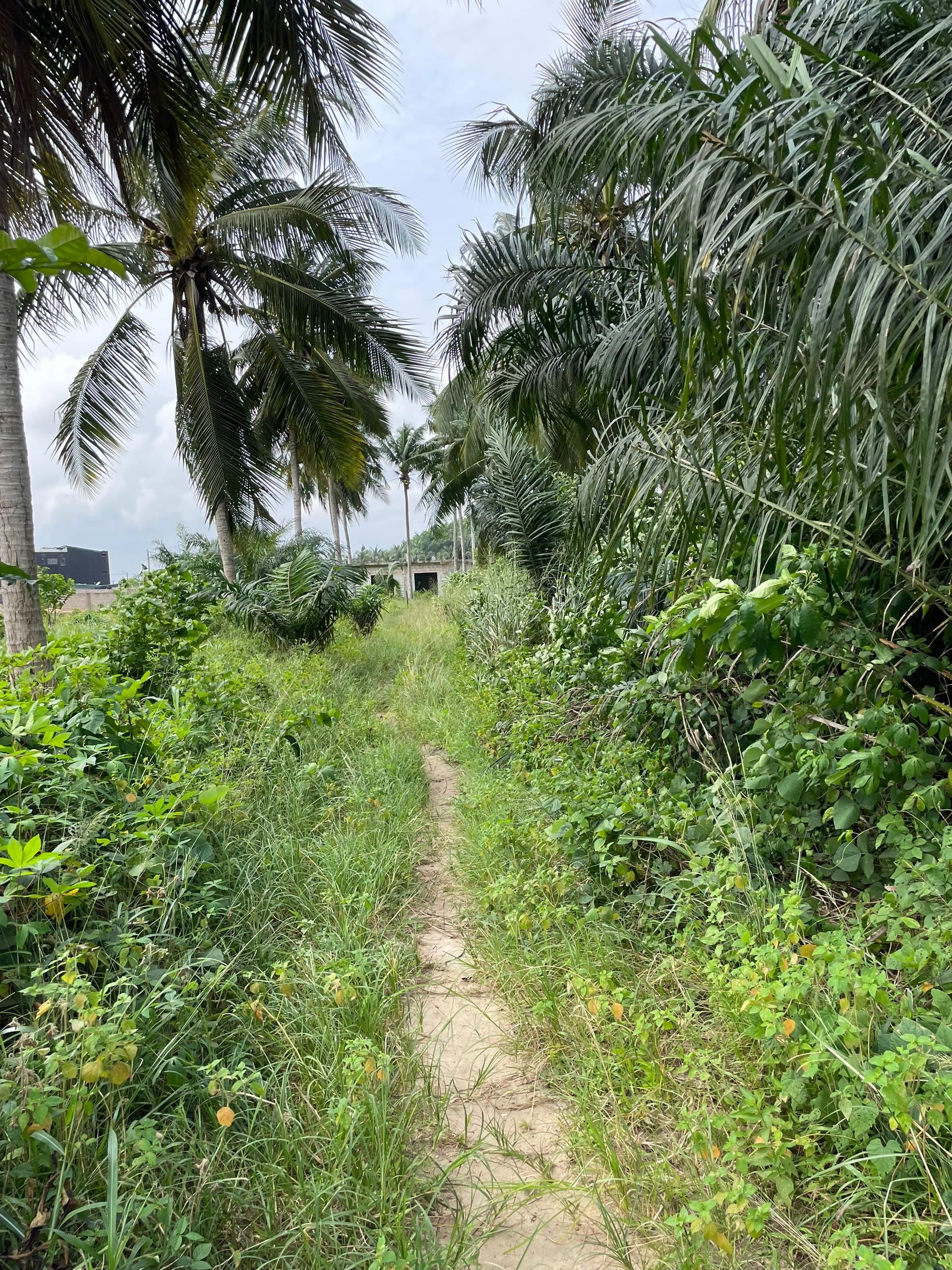 ???? TERRAIN DE 4 HECTARES EN VENTE – YAOU / BONOUA ????